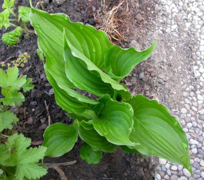 emmahosta1.jpg