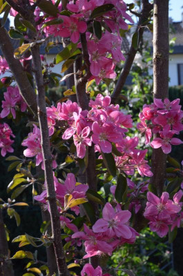 Malus-Maypole.18-1.jpg