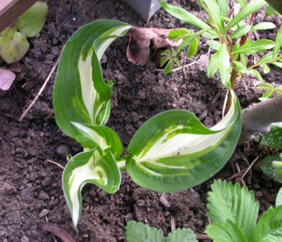 emmahosta2.jpg
