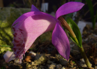 Pleione_limprichtii_07.jpg