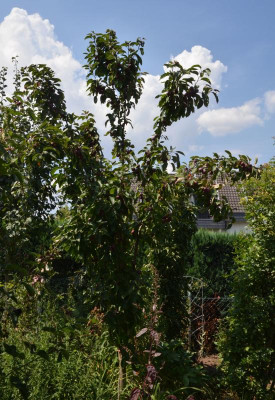 Malus-Maypole.18-4.jpg