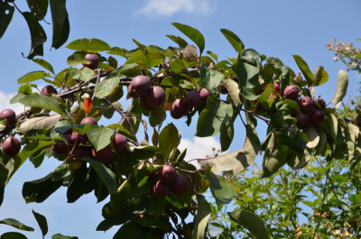 Malus-Maypole.18-5.jpg