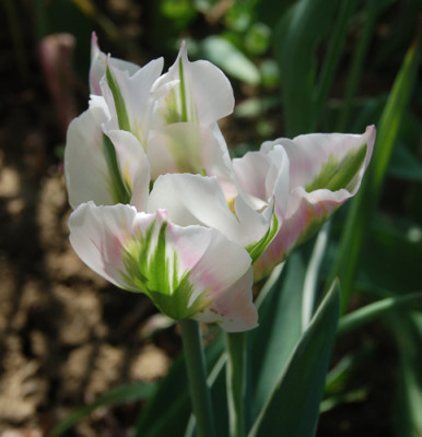 Viridiflora-Tulpe_Chinatown_S4_1577_95.jpg