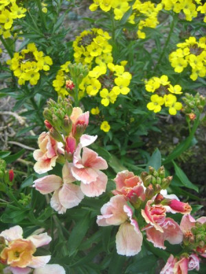 Cheiranthus_4402_r11.jpg