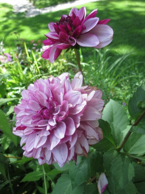 Dahlia 'Creme de Cassis'_7181.jpg