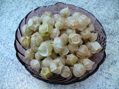 180716_Physalis_1.jpg