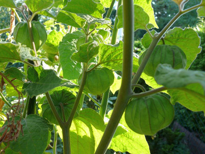 180716_Physalis_2.jpg