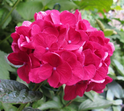 Hydrangea macrophylla Merveille Sanguine (2).jpg