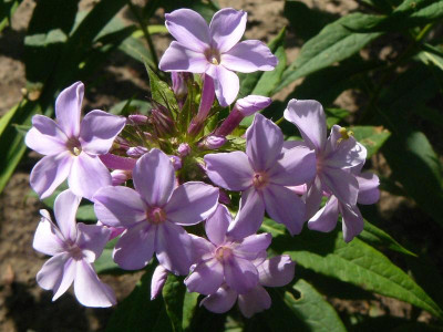 P1250276.JPG