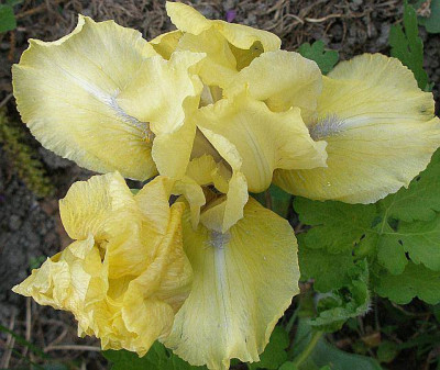 iris_nichtgingerbreadman_2007-04-21.jpg