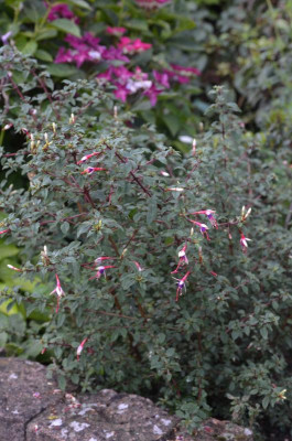 DSC_0448.JPG