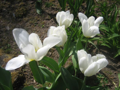 Purissima_44311.jpg