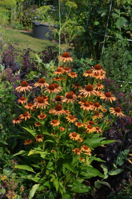 Echinacea-OrangePassion.18-2.jpg
