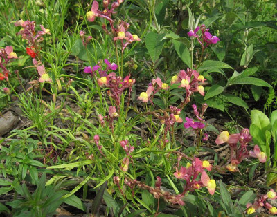 IMG_3320_Linaria_maroccana_17Juli2018_.jpg