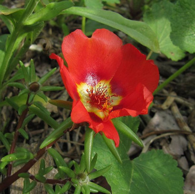 IMG_3326_Portulaca_Everbloom_Mixture_17Juli2018_.jpg