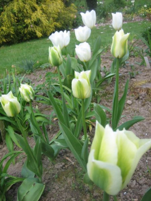 Spring_Green_vor_Purissima_4419_r11.jpg
