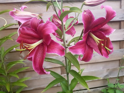 Lilien2.jpg