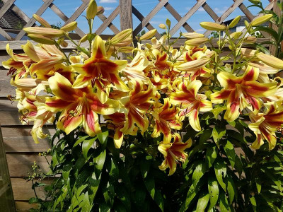 Lilien.jpg