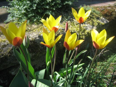 Tulipa_clusiana_43391.jpg