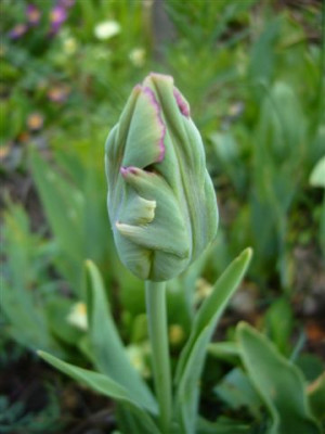 21.04.2007.5.JPG