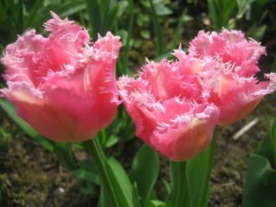 Fancy_Frills_43581.jpg