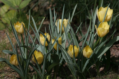 Tulipa-batalinii-Bright-Gem.jpg