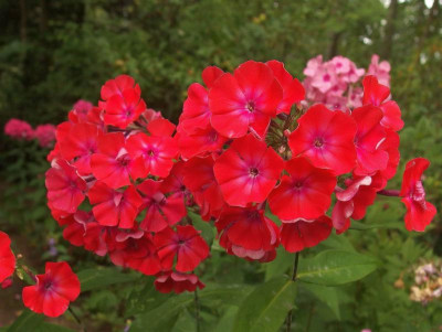 299.Sä._Ga_P7172665.JPG
