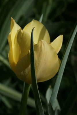 Tulipa-batalinii-Bright-Gem_Bluete.jpg