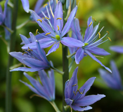 Camassia-1-c.jpg