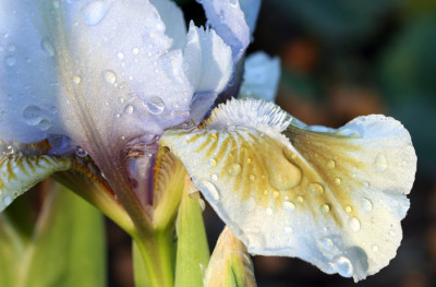 Iris-nana-Alsterquelle.jpg