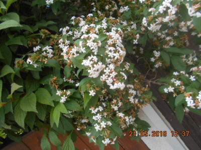 DSCN4317.jpg
