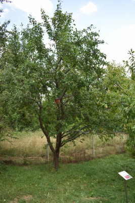 Obstgarten Juli 2018 005.JPG
