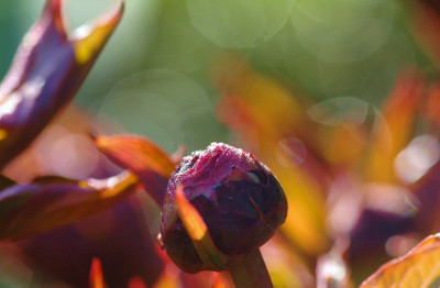 Paeonia_1_21-04-2007.jpg