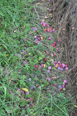 Obstgarten Juli 2018 001.JPG