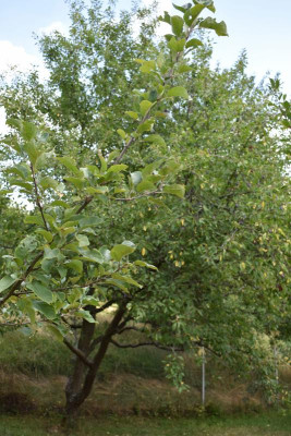 Obstgarten Juli 2018 007.JPG