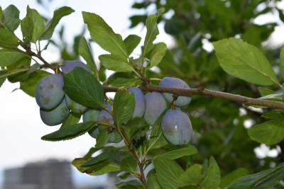Obstgarten Juli 2018 009.JPG