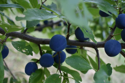 Obstgarten Juli 2018 008.JPG