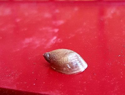 Bernsteinschnecke.jpg