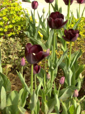 0704TulipaschwarzSalviaEuphorbiakl.jpg