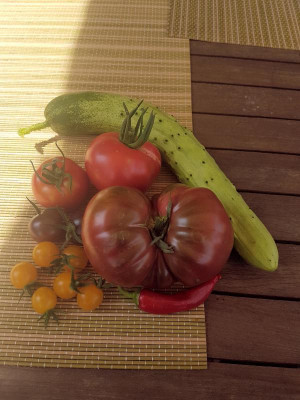 Tomatos.jpg