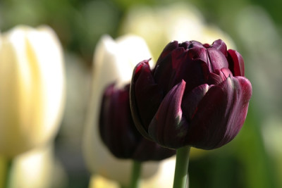 Tulipa_Black-Hero.jpg
