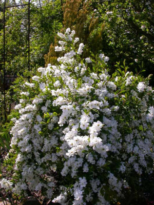 Exochorda.jpg