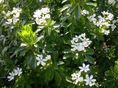 Choysia_ternata_Normalform.jpg