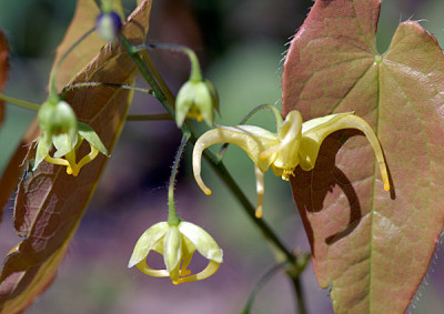 epi-franchetii-brimstone.jpg