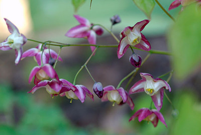 epimedium-rubrum.jpg