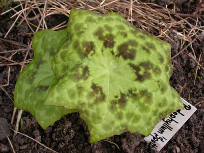 Podophyllum_spotty_vor.jpg