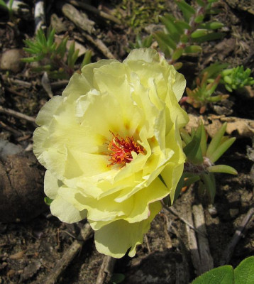IMG_3416_Portulaca_Everbloom_Mixture_18Juli2018_.jpg