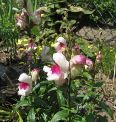 IMG_3427_Antirrhinum_Lucky_Lips_18Juli2018_.jpg
