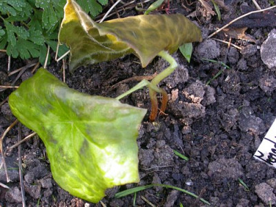 Podophyllum_spotty_nach_dem_frost.jpg