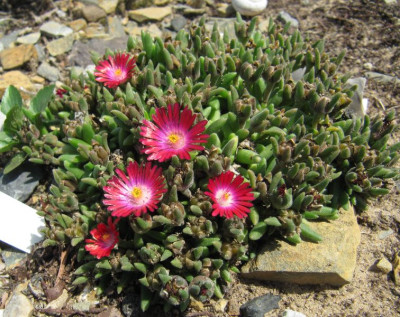 IMG_3510_Delosperma_Grenade_18Juli2018_.jpg